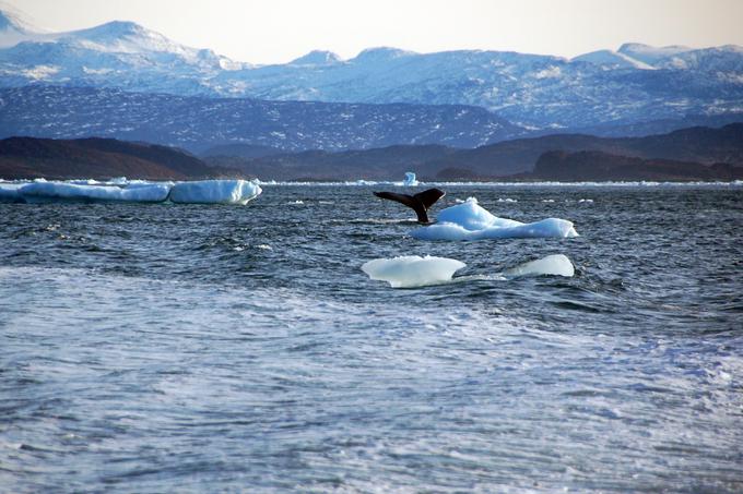 O podobnem dogajanju bomo najverjetneje brali tudi v prihodnosti. Znanstveniki namreč opozarjajo, da se Arktika segreva dvakrat hitreje kot preostali deli planeta. | Foto: Reuters