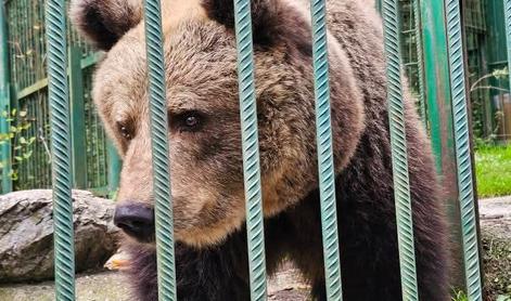 Slovensko medvedko odpeljali v Avstrijo