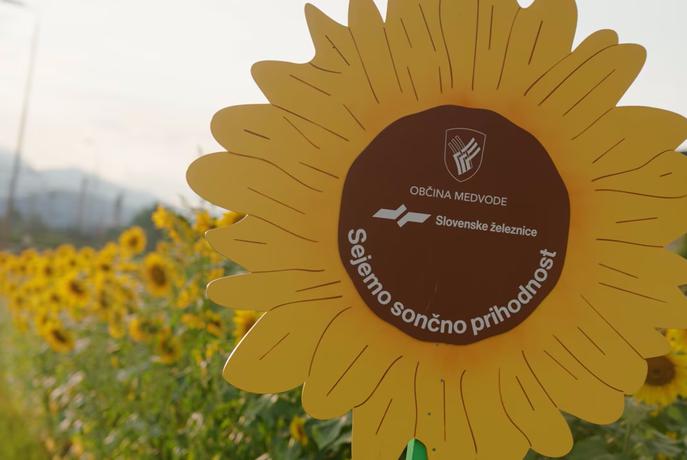 Sončnice ob železnici zacvetele po vsej Sloveniji