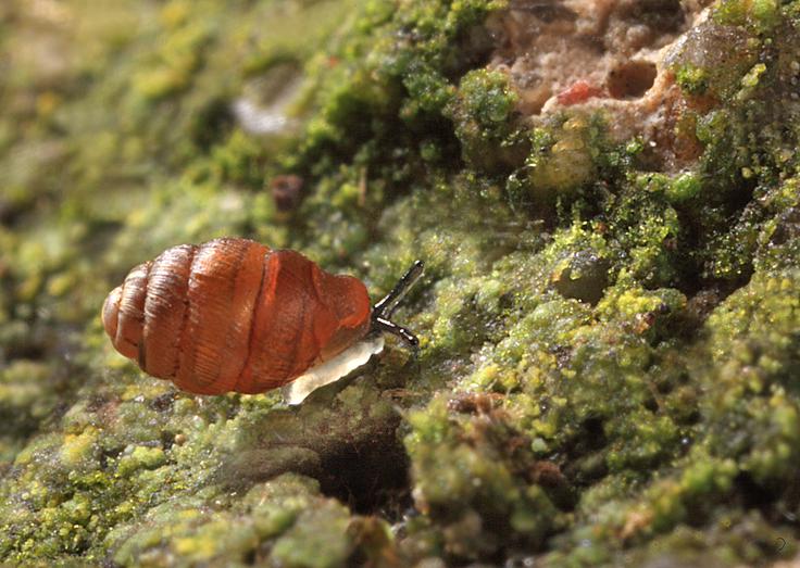 Ozki vrtenec | Foto: Guliverimage
