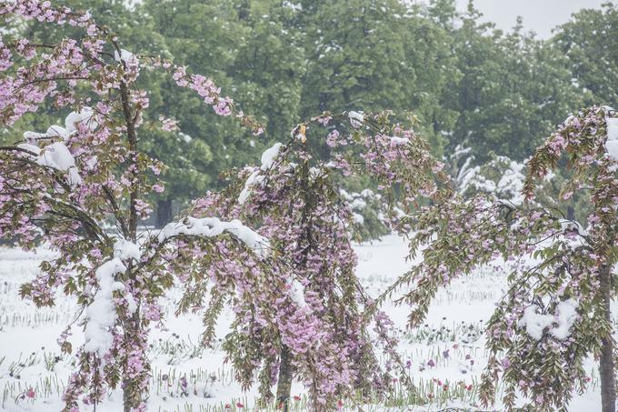 Spomladanska pozeba je osmodila cvetove mogočnih magnolij v Arboretumu. | Foto: Matej Leskovšek