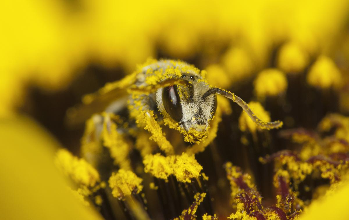 čebele | Foto Getty Images
