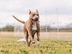 Ameriški pit bull terier, pasma, pes