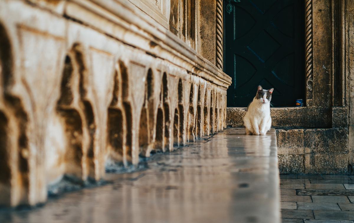 Dubrovnik mačka | Foto Unsplash