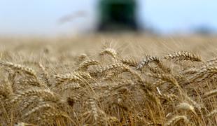 Bo poceni ukrajinska pšenica usodna za slovenske kmete?