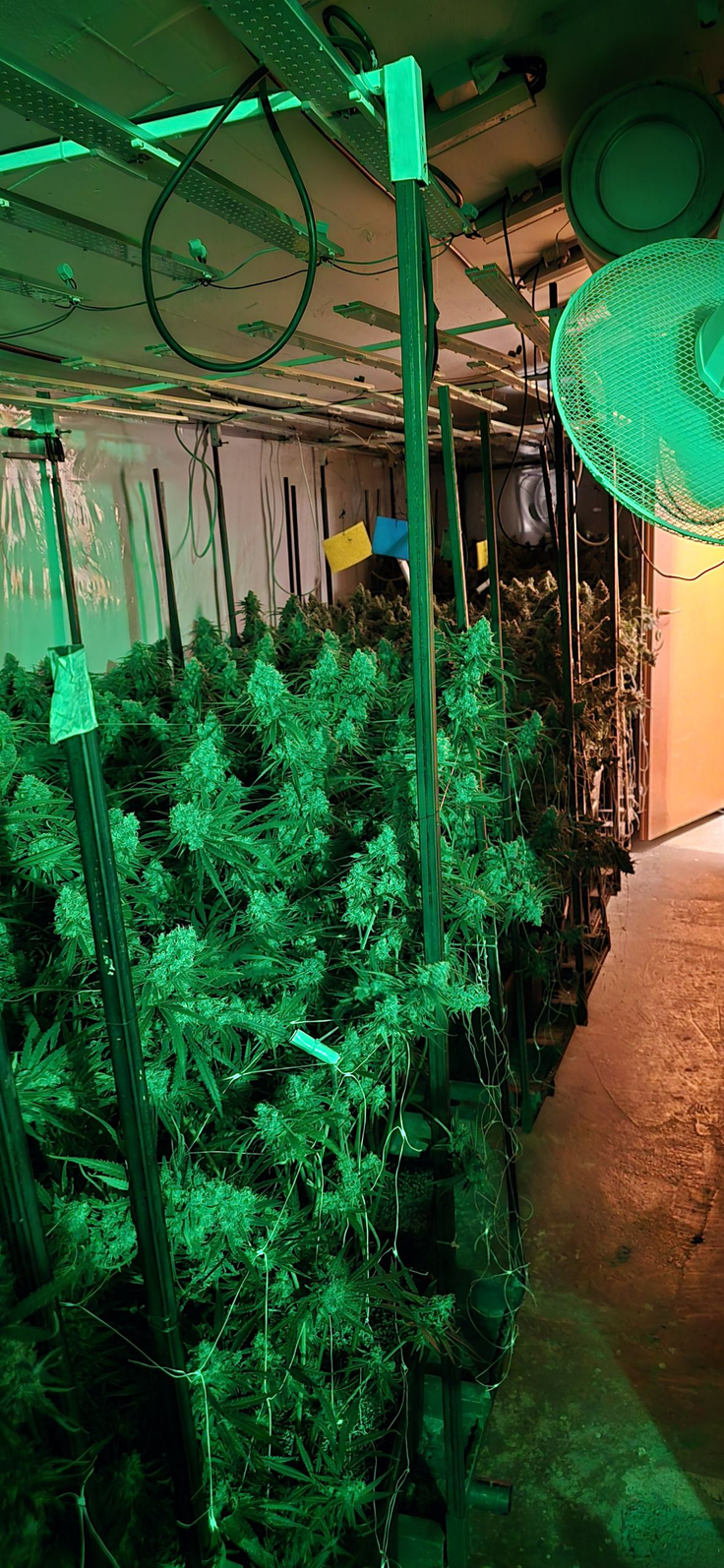 droga, zaseg, konoplja, predelava, gojenje, policija, Vrhnika | Foto: PU Ljubljana