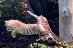 Iz ZOO Ljubljana delili nov prisrčen posnetek malih tigric #video