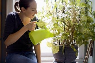 Sobne rastline skrbijo za vaše zdravje