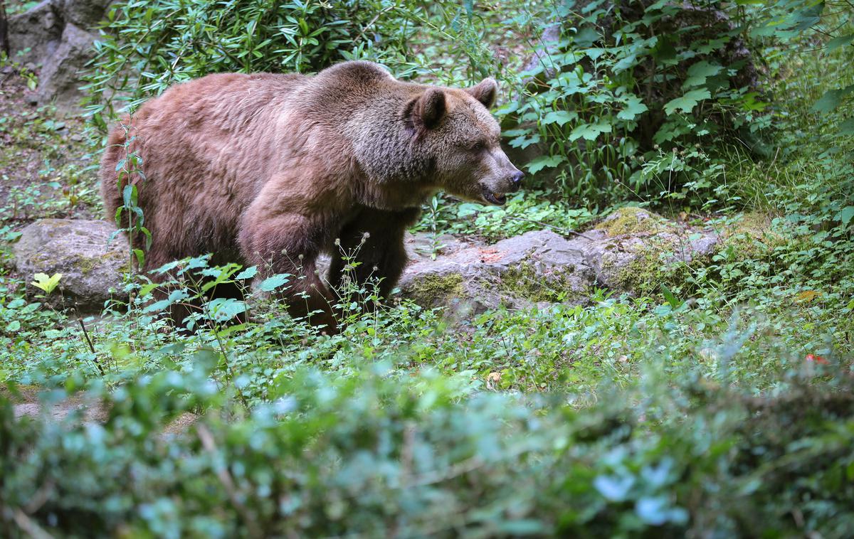 medved, napad medveda | Tako kot v Sloveniji pa se tudi na Slovaškem vrstijo pozivi za njihov odstrel. | Foto Gulliverimage