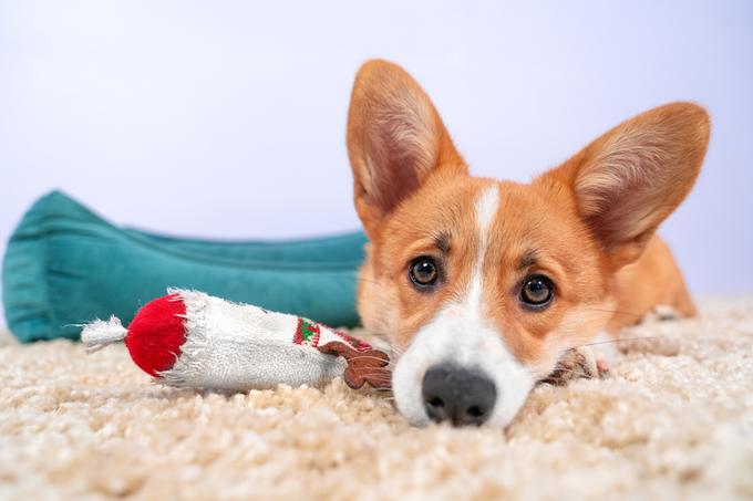 kuža pes žival | Foto: Shutterstock