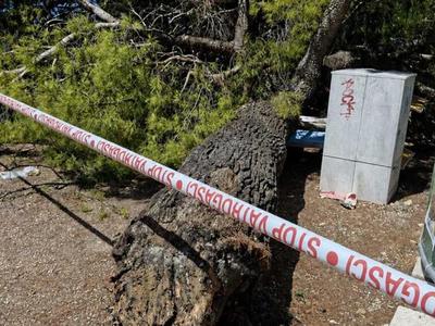 Grozljivka v Crikvenici: na kopalce na plaži padlo večje drevo #video