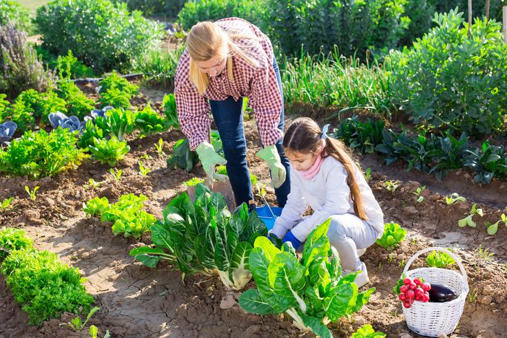 zelenjavni vrt | Foto: Shutterstock