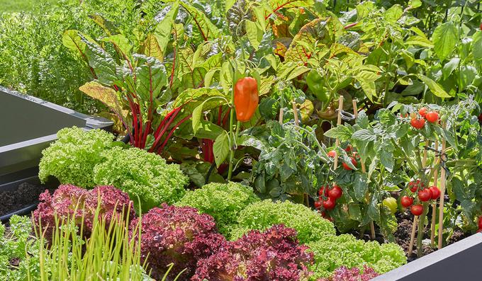 Pester videz vrta lahko dosežete že z barvo, teksturo, velikostjo ter razmakom med rastlinami. | Foto: 