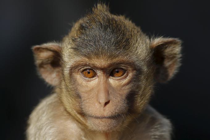 Desetim opicam so med preizkusom v laboratoriju prikazovali risanke. | Foto: Reuters