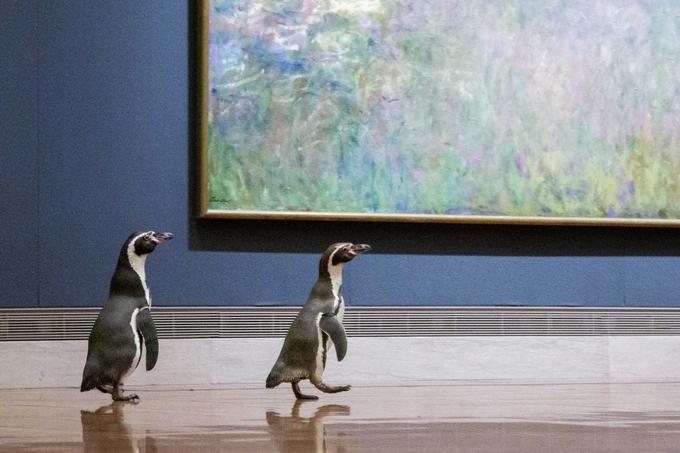 pingvini | Foto: Cover Images