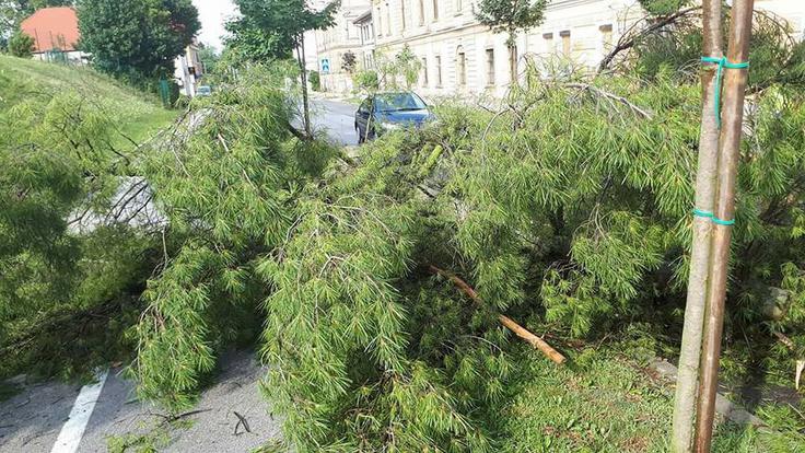 vreme, neurje, ptuj, drevesa | Foto: Alen Iljevec