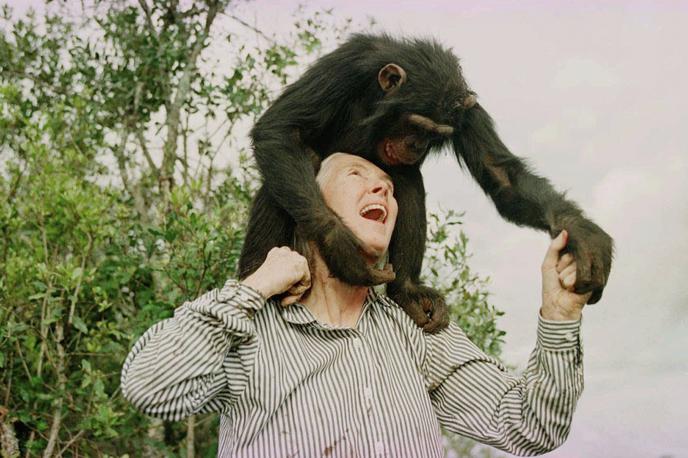Jane Goodall | Jane Goodall, oblečena v svojo klasično srajco z ovratnikom in kratke hlače, z daljnogledom v roki, je spremenila človeško razumevanje šimpanzov.  | Foto Guliverimage