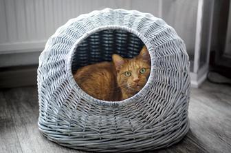 Je mačka lahko srečna v majhnem stanovanju?