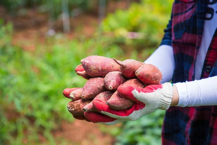 zelenjava | Foto: Shutterstock