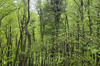 Radoboj: od najstarejšega fosila vinske trte do sodobnega prejema za sožitje z naravo