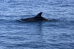 Slovenski raziskovalci zabeležili največjo prepotovano razdaljo delfina na svetu #video