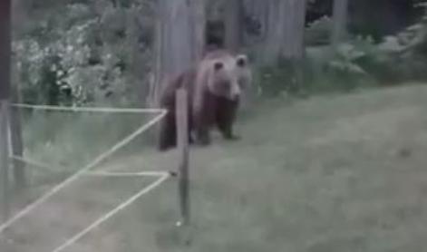 To je medvedka z mladičem, ki lomasti po Rakitni #video