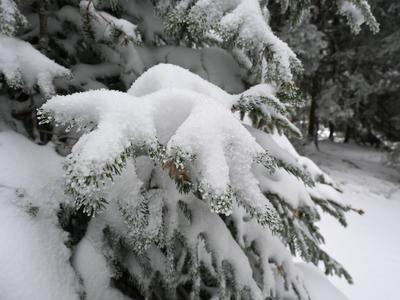 Oslabitev polarnega vrtinca bi lahko prinesla mraz in prve snežinke