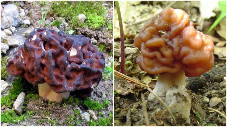 Strupeni pomladanski hrček, ki se od mavrahov oziroma smrčkov razlikuje po bolj blagih vijugah, podobnih možganskim. | Foto: gobe.si/Gregor Klarič, Slavko Šerod