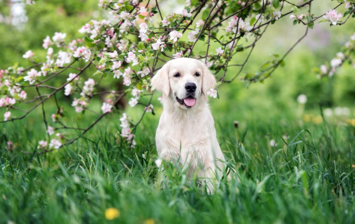 hišni ljubljenčki pes | Foto Shutterstock