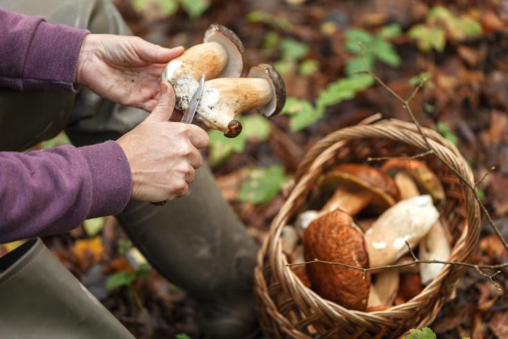 jurček, jurčki, gobe, gobarjenje | Foto: Shutterstock