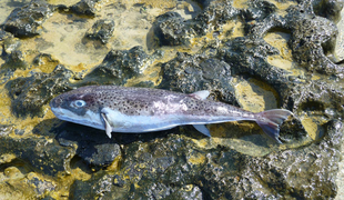 V severnem Jadranu prvič opazili zelo strupeno ribo napihovalko