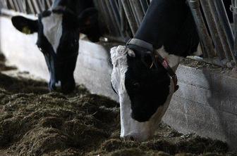 Še ena koroška kmetija ne sme oddajati mleka
