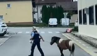 Izgubljeni poni s pomočjo policistov znova doma #video