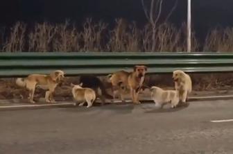 Ganljiva zgodba o psih, ki so pobegnili pred zakolom, se je izkazala za lažno