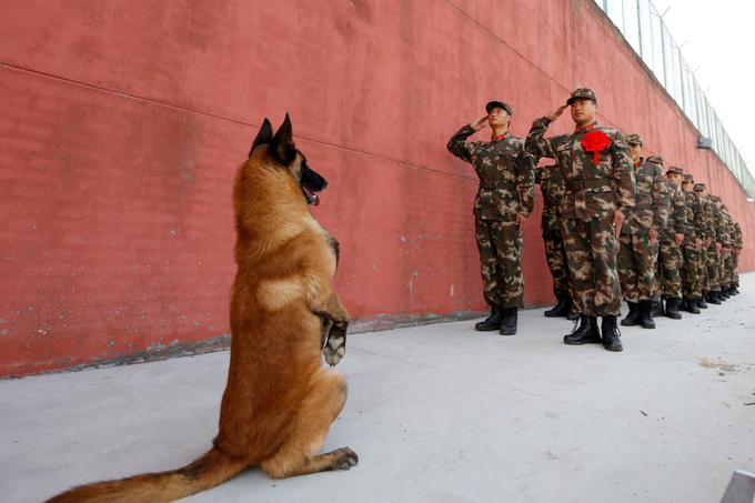 Vojaška upokojitvena slovesnost na Kitajskem: vojaki, ki bodo prenehali služiti v kitajskih oboroženih silah, salutirajo vojaškemu psu, ki prav tako odhaja v pokoj, november 2017. | Foto: Reuters