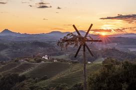 vinorodna štajerska