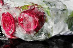 Led je morda rešitev, da vaše rože ne bodo umirale