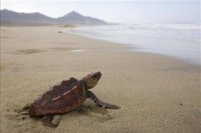 V Mehiki dočakali želvji zarod