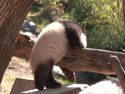 Tako sta se kobacali nekajmesečni dvojčici pande #video