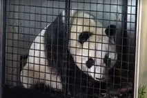 panda, medved, Kitajska, prevoz, Avstrija, živalski vrt