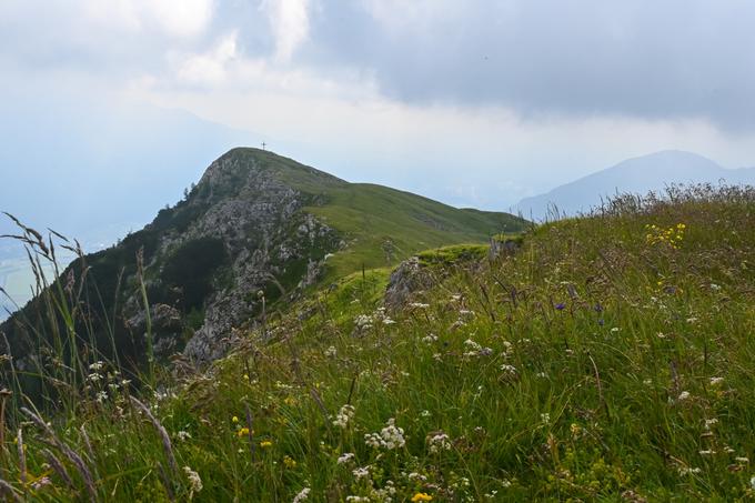 Na travnatem in cvetočem grebenu Ojstrnika | Foto: Matej Podgoršek