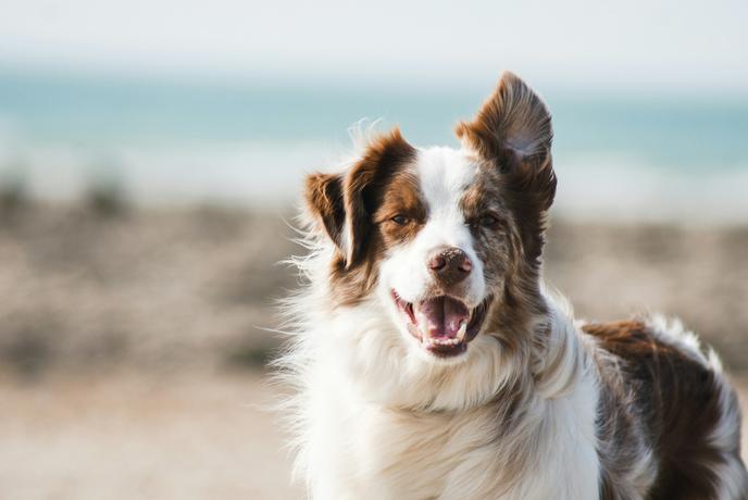 Veterinar razkril tri preproste navade, ki lahko vašemu psu podaljšajo življenje