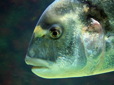 Objavljen poziv k ribolovu orad in drugih vrst rib