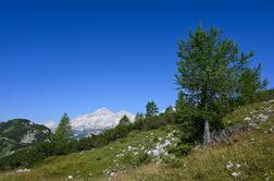 Lepi dnevi za jurčke in vrhunski pogled na Triglav #video