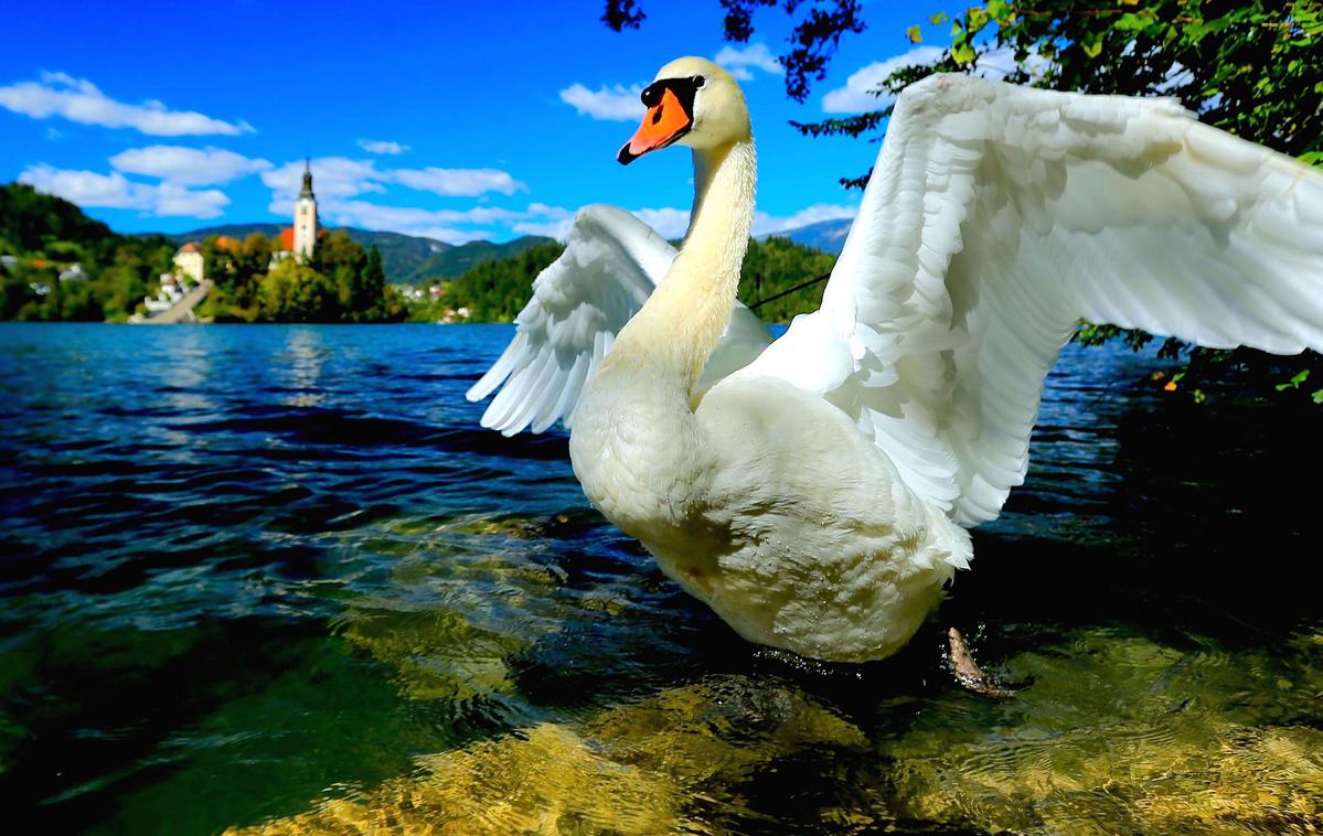 Bled, labod | Anketa je pokazala, da tuji turisti poznajo Bled, a številni ne vedo, v kateri državi je. | Foto Pixabay