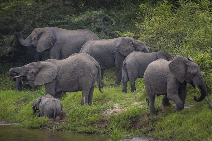 Sloni iz narodnega parka Kraljice Elizabete v Ugandi | Foto: Marcus Westberg