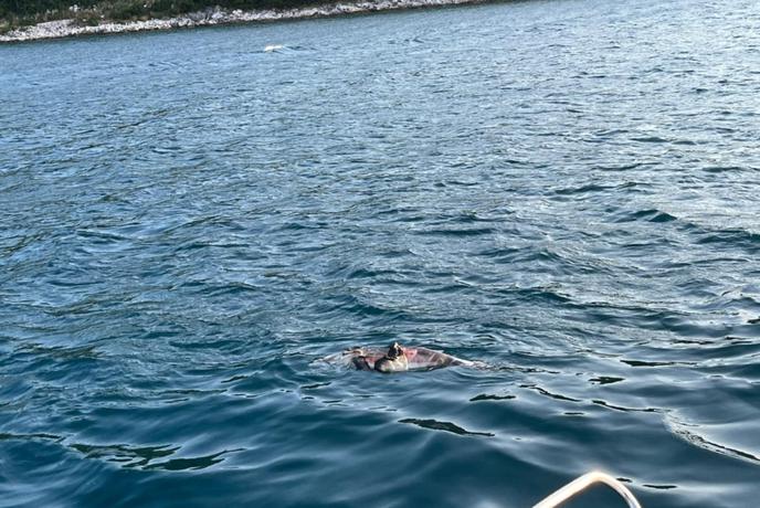 Žalosten prizor: v bližini Pelješkega mostu našli mrtvega delfina