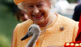 Sedem kraljičinih labodov poginilo – je kriva ptičja gripa?