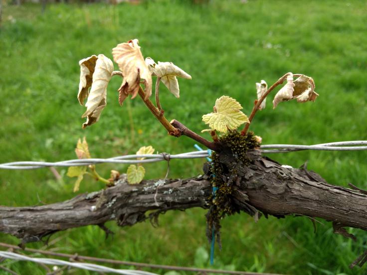 Zaradi vse pogostejših ekstremnih vremenskih dogodkov, kot je pozeba, je rastlinska pridelava močno prizadeta. | Foto: STA