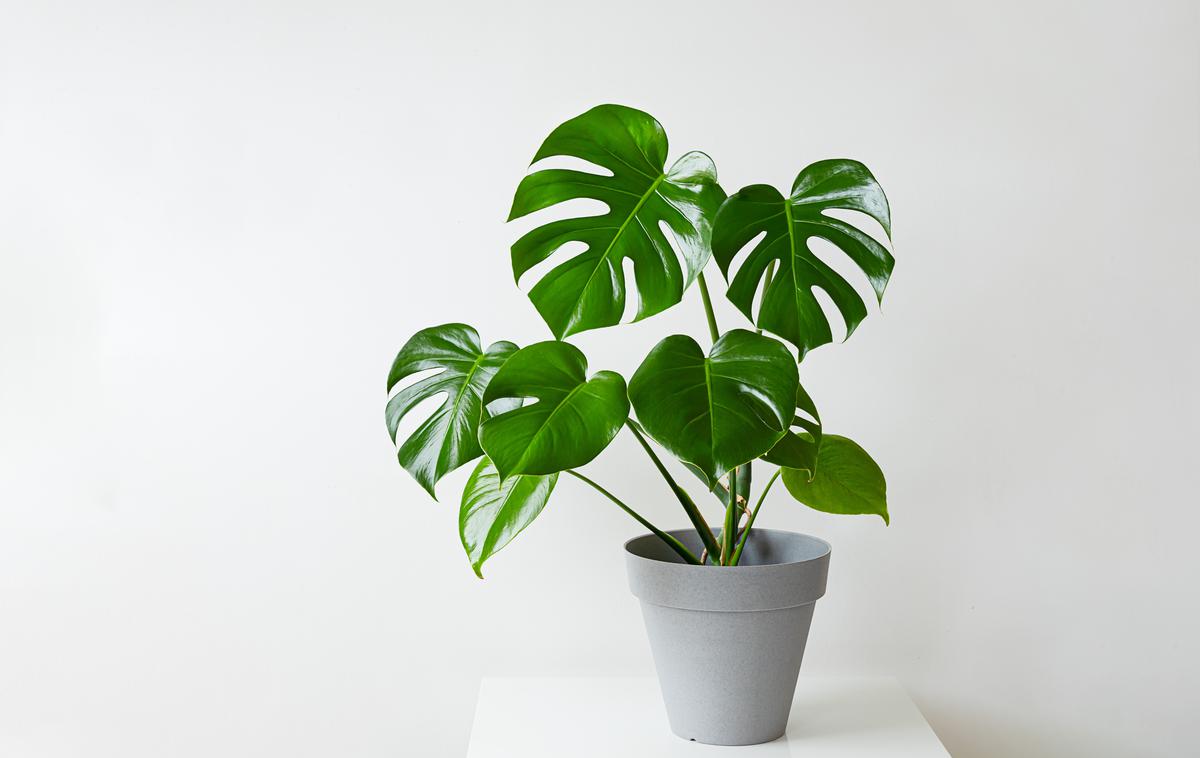 monstera, rastlina | Velike monstere in fikuse je treba premakniti v notranje prostore prej kot balkonske rastline, saj so občutljivejši. | Foto Shutterstock